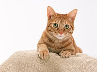 花園動物病院　猫
