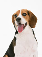 花園動物病院　犬