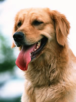 花園動物病院　犬