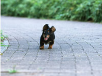 花園動物病院　犬
