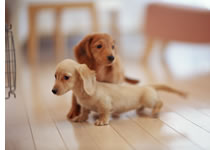 花園動物病院　犬